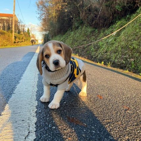 Beagle Dog Puppies, Baby Beagle, Luxury Aesthetics, Miss My Dog, Beagle Dogs, Cute Beagles, Tiny Puppies, Very Cute Dogs