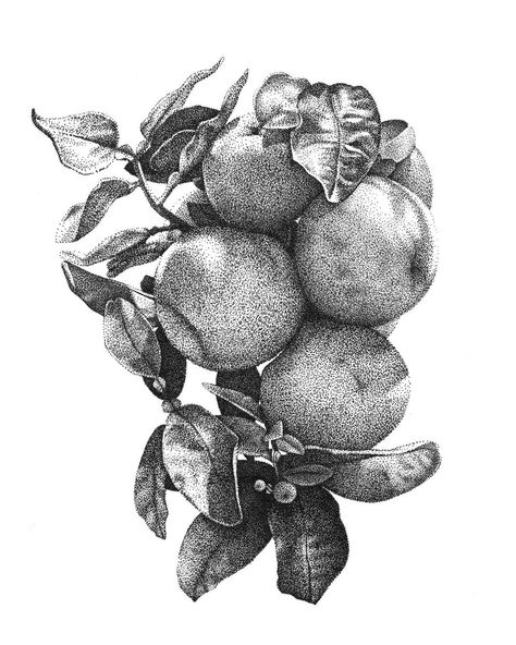 Food Ink Drawing, Ink Stippling Drawing, Fruit Drawing Aesthetic, Pointilism Art Ideas, Stippling Illustration, Pointillism Drawing, Micron Art, Pointillism Painting, Stipple Art