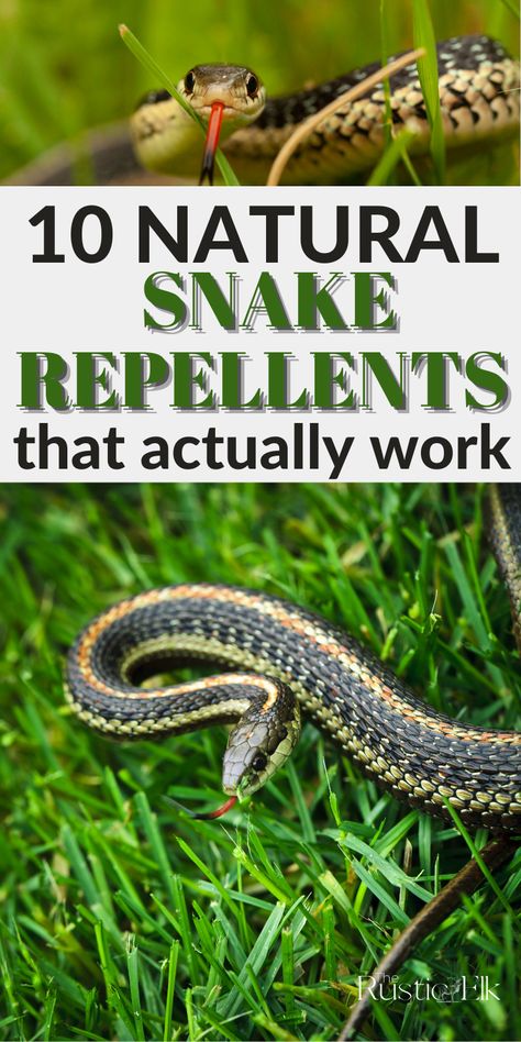 Snake Repellant Plants, Snake Repellant, Bug Spray Recipe, Garden Snakes, Get Rid Of Spiders, Rodent Repellent, Diy Pest Control, Natural Repellent, Garden Remedies