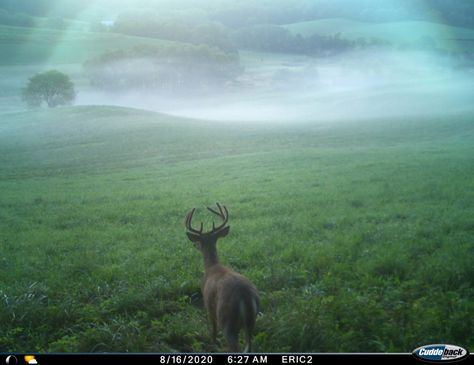 Trail Cam, Trail Cameras, Deer Photos, Trail Camera, Deer Art, Pretty Photos, Nature Trail, Woodland Creatures, Aesthetic Images