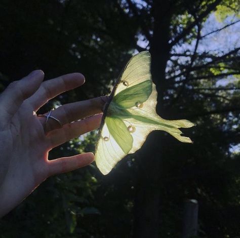 Free Spirit Summer Aesthetic, Plant Lampshade, Ira Core, Moth Aesthetic, Luna Moth, Mia 3, Nature Aesthetic, Green Aesthetic, Pretty Pictures