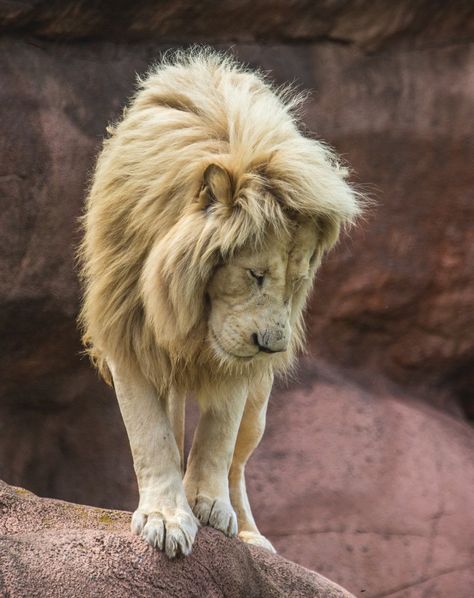 Lion Standing On Edge Looking Down Lion Looking Down, Image Of Lion, Lion Nature, Lion Standing, One Eyed Cat, Small Wild Cats, Cats Adorable, Kitten Images, Animal Lion