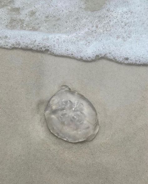 Jellyfish can actually evaporate if you leave them out in the sun long enough. This process is called deliquescing, it occurs because jellyfish are 95% water. So if you see a beached jellyfish it probably won’t be there next day, just a faint imprint of what it once was. Jellyfish On Beach, Aesthetic Objects, Moonrise Kingdom, Ocean Aesthetic, Fairy Aesthetic, Marine Animals, Ocean Creatures, Sea Animals, Jellyfish