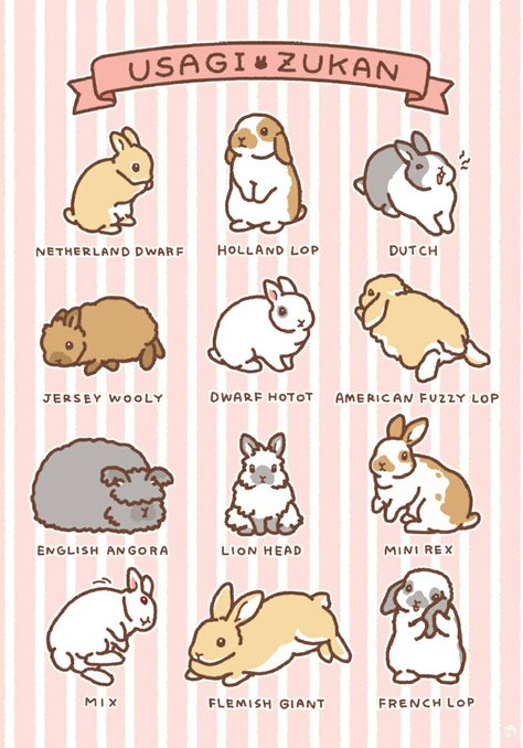 Rabbit Drawings Cute, American Fuzzy Lop Rabbit, Lion Head Bunny Drawing, How To Hold A Rabbit, American Fuzzy Lop Bunny, Bunny And Raccoon, Lop Eared Bunny Drawing, Lionhead Bunny Drawing, Holland Lop Drawing