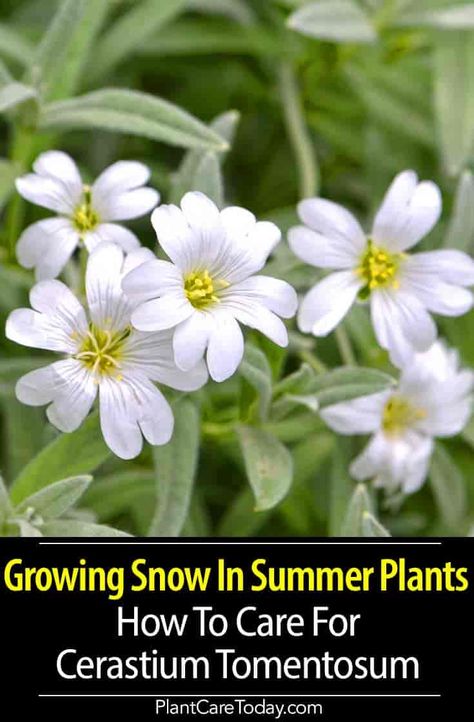 Cerastium Tomentosum Snow in Summer, looks stunning even when not in bloom, abundance of beautiful white flowers resembles a blanket of snow, leaves covered with entangled, frizzy, slivery, and silky hair. [DETAILS] Snow In Summer Plant, Snow In Summer Flower, Snow In Summer Ground Cover, Cerastium Tomentosum, Groundcover Plants, Snow Plant, Landscaping Shrubs, White Flowering Plants, Beautiful White Flowers