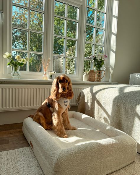 Check out Rupert in his medium size luxury cream bouclé dog bed. The bouclé fabric is made from curly, looped yarn that creates a textured, plush surface. This material is not only trendy in home decor but also perfect for offering your dog a warm, comfortable space to relax throughout the winter months.❄️ It’s durable, easy to clean nature makes it ideal for everyday use and the stylish appearance fits beautifully into modern or minimalist home aesthetics. Dont forget to check out the bea... Boucle Dog Bed, Cute Dog Beds For Big Dogs, Aesthetic Dog Bed, Girl Dog Beds, Cute Dog Beds, Aesthetic Dog, Home Aesthetics, Cozy Dog Bed, Comfortable Space