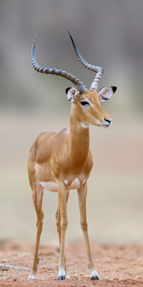 Antelope Wallpaper, Africa Wildlife Photography, South Africa Animals, African Animals Photography, South African Animals, African Wildlife Photography, Deer Photography, Animal Photography Wildlife, Wild Animal Wallpaper