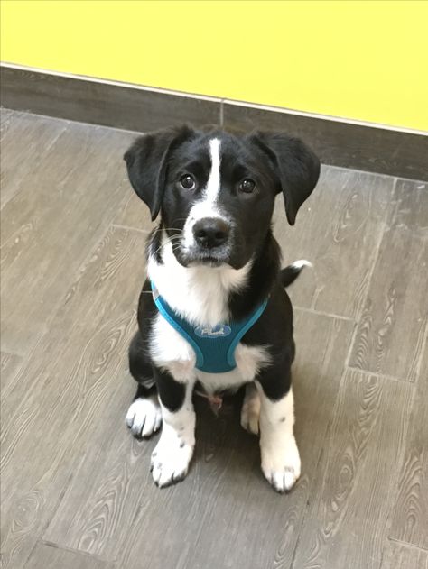 Border Collie Lab Mix, Lab Mix Puppies, Border Collie Mix, Collie Mix, Washington State, Puppies For Sale, Border Collie, Small Dogs, Cute Puppies