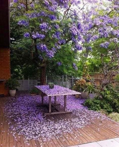 Janelas Jacaranda Mimosifolia, Jacaranda Trees, Wisteria Sinensis, Jacaranda Tree, Purple Garden, Purple Trees, Gorgeous Gardens, Garden Trees, Purple Rain