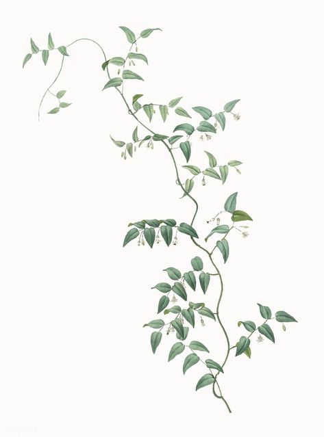 Vintage Illustration of Bridal creeper | free image by rawpixel.com Line Drawing Tattoos, Creepers Plants, Vine Drawing, Star Illustration, Plant Vector, Leaf Drawing, Cat Air, Plant Drawing, Illustration Vintage