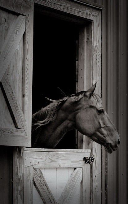 Barn Window, Majestic Horse, All The Pretty Horses, Horse Crazy, Equestrian Life, Horse Barns, Horse Barn, A Barn, Horse Farms