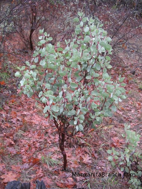 Manzanita Centerpiece, Low Growing Ground Cover, Oregon Landscape, Manzanita Tree, Manzanita Branches, California Native Plants, Landscape Tattoo, Botanical Beauty, Bedding Plants