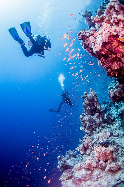 Wall Outside, Red Sea Diving, Great Blue Hole, Underwater Diving, Sea Diving, Best Scuba Diving, Dream List, Blue Hole, Visit Egypt