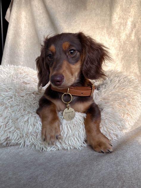 Brown Long Haired Dachshund, Duchhound Dog, Daushound Puppies, Dauschaund Puppy, Dauchand Puppy, Dashchund Puppy, Dachshund Aesthetic, Miniature Long Haired Dachshund, Miniature Daschund