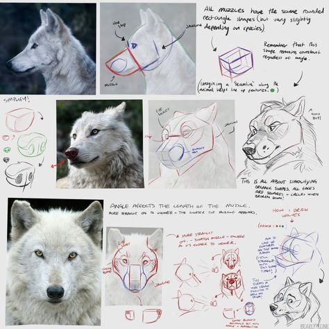 Anthro Anatomy, Drawing Advice, Wolf Sketch, Artist Tutorials, Canine Drawing, Dog Anatomy, Animal Study, Canine Art, Wolf Drawing