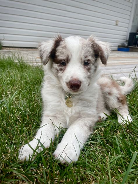 Red Border Collie Puppy, Merle Border Collie Puppy, Red Merle Border Collie, Merle Border Collie, Red Border Collie, Border Collie Puppy, Collie Puppy, Border Collie Puppies, Collie Puppies