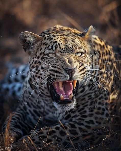 BIG CATS WILDLIFE on Instagram: “Great capture 📸 of an African Leopard in South Africa. . . 📷 Photo by @zali_photo . . Males Leopards 🐆 are usually much larger and…” South Africa Animals, Leopard Pictures, African Lodges, Elephant Shrew, African Leopard, Animal Photography Wildlife, Africa Animals, Cold Blooded, Most Beautiful Animals