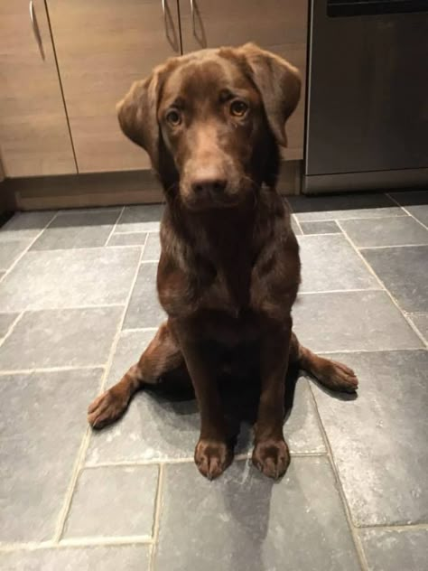 Chocolate Labradors, Christmas Puppies, Brown Labrador, Chocolate Labrador Retriever, Lab Dogs, Very Cute Dogs, Chocolate Labrador, Cute Little Puppies, Silly Dogs