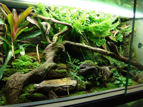 Python Vivarium, Fish Tanks Ideas, Dart Frog Terrarium, Dart Frog Vivarium, Gecko Vivarium, Vivarium Ideas, Green Tree Python, Bioactive Vivarium, Tree Python