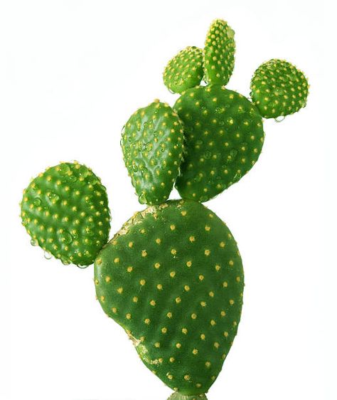 Cactus House Plants, Cactus Drawing, Cactus Types, Green Inspiration, Flower Care, Flower Art Images, Floral Image, Cactus Y Suculentas, Cactus Flower