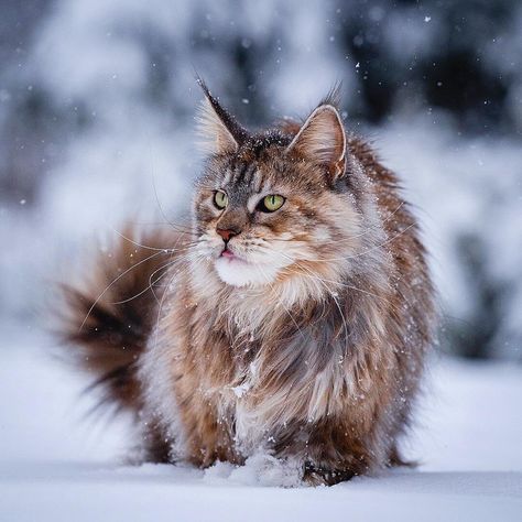 Ragamuffin Cat, Cat Expressions, Ugly Cat, Dream's Cat, Rare Cats, Ragamuffin, Long Haired Cats, Norwegian Forest, Siberian Cat