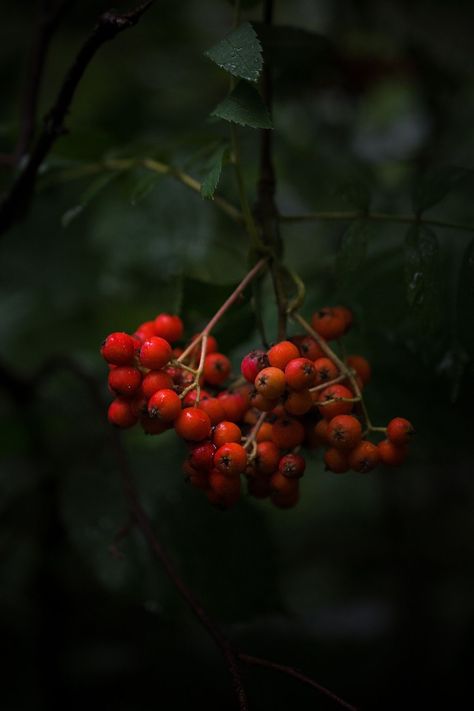 Berries Aesthetic, September Colors, Cherry Tea, Creeped Out, Visual Aesthetics, Season Of The Witch, Fruit Garden, Iphone Background Wallpaper, Wild Rose