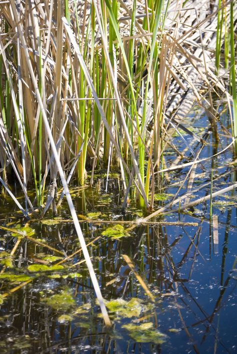 Reed and moss. Reed in a turtle pond in a nature preserve, california , #Sponsored, #turtle, #moss, #Reed, #pond, #california #ad Jeff Vandermeer, Elf Aesthetic, Plants Drawing, Contest Ideas, Turtle Pond, Pic Collage, Lush Forest, Garden Angels, Fern Plant