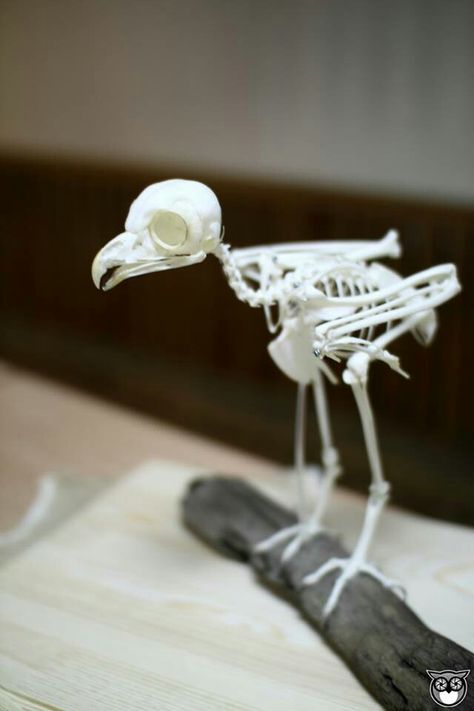 Bird skeleton Small Animal Skeleton, Bird Skeleton Tattoo, Bird Skeleton, Bird Bones, Animal Skeleton, Animal Skeletons, Creepy Decor, Skeleton Tattoos, Skeleton Hand Tattoo