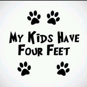 Shih Tzus, Paw Prints, Dog Quotes, Crazy Cat Lady, Yorkshire Terrier, Crazy Cats, Dog Life, I Love Dogs, Spaniel