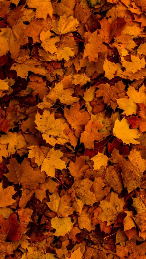 Autumn Wallpaper Hd, Fall Background Wallpaper, Fall Backgrounds Iphone, Fall Lovers, Autumn Wallpaper, Western Wallpaper Iphone, Neutral Fall Decor, Cute Fall Wallpaper, Color Board