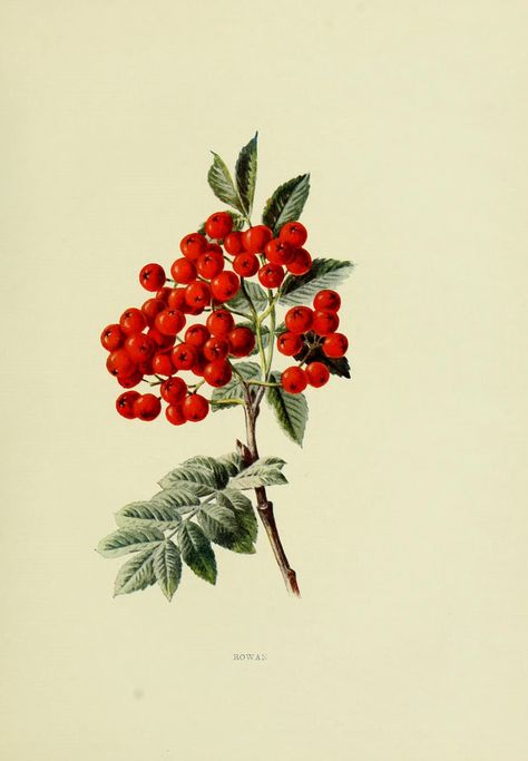 This is from the free printable-Bio Diversity Library-has fantastic prints  London :Hutchinson,1902. biodiversitylibrary.org/item/45064. Illustration Botanique Vintage, Rowan Tree, Cardboard Frame, Mountain Ash, Botanical Illustration Vintage, Illustration Botanique, Clip Art Vintage, Scientific Illustration, Botanical Drawings