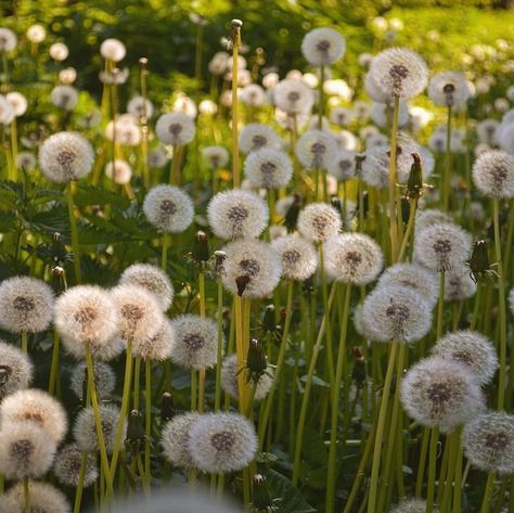 Book Crafts Diy, Dandelion Flower, Dry Flowers, Light Of My Life, 18th Birthday, Amazing Flowers, Love And Light, Book Crafts, Summer Aesthetic