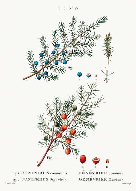 Common juniper (Juniperus communis) from Traité des Arbres et Arbustes que l’on cultive en France en pleine terre (1801–1819) by Pierre-Joseph Redouté. Original from the New York Public Library. Digitally enhanced by rawpixel. | free image by rawpixel.com Juniper Flower, Juniperus Communis, Botanical Drawing, Plant Vector, Botanical Artwork, Tableau Art, Hand Drawn Flowers, Botanical Drawings, Plant Illustration