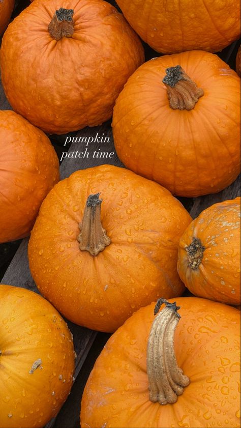 pumpkin picking, pumpkin patch, pumpkins, fall aesthetic, autumn Pumpkin Picking Aesthetic, Instagram Story Inspiration, Ugg Season, Pinterest Girly, Fall Bonfire, Canyon Moon, Fall Instagram, Cozy Weather, Cinnamon Cookies