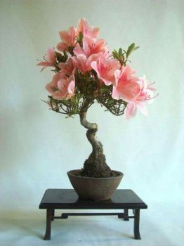 Bonsai Azalea, Ceramic Tattoo, Azalea Bonsai, Bonsai Trees For Sale, Ficus Bonsai, Bonsai Tree Types, Beautiful Bonsai, Mame Bonsai, Indoor Bonsai Tree