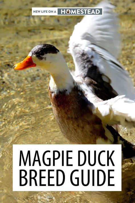 Magpie Ducks, Magpie Duck, Homestead Ducks, Duck Raising, Duck Treats, Rouen Duck, Duckling Care, Keeping Ducks, Pekin Duck