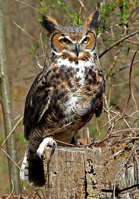 Awesome Owls, Owl Photography, Owl Photos, Owl Pictures, Great Horned Owl, Beautiful Owl, Foto Tips, Owl Bird, Airbrush Art