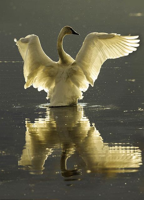 Swan Artwork, Swan Pictures, Trumpeter Swan, Wild Animals Pictures, Ap Studio Art, River Basin, Trumpeter, Foto Art, Bird Pictures