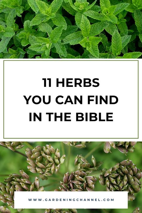 mint and anise with text overlay eleven herbs you can find in the bible Bible Garden Ideas, Biblical Flowers, Biblical Plants, Biblical Garden, Bible Garden, Growing A Garden, Medicine Garden, Peace Garden, Herb Plants