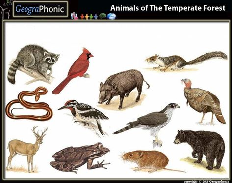 Animals of the temperate forest | quiz Deciduous Forest Animals, Temperate Deciduous Forest, Temperate Forest, Deciduous Forest, Science Images, Animal Quiz, Rat Snake, Biology Science, 12 Questions