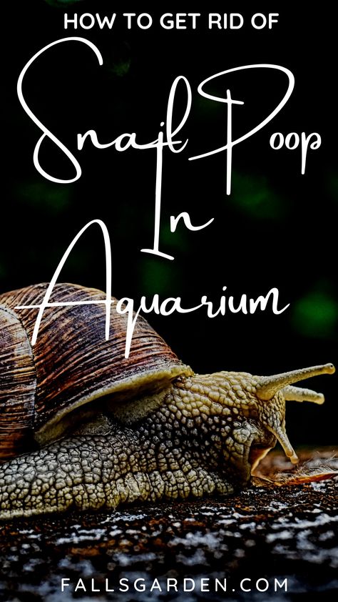 Snail Tank Aquariums, Aquatic Snail Tank, Aquarium Snails, 10 Gallon Fish Tank, Snail Tank, Indoor Water Garden, Snails In Garden, Garden Weeds, Tanked Aquariums