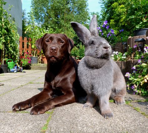 Got dogs diggin up yer yard huh...? - Imgur Giant Rabbit Breeds, Flemish Giant Rabbit, Giant Rabbit, Giant Bunny, Flemish Giant, Rabbit Life, Rabbit Breeds, Large Rabbits, Big Bunny