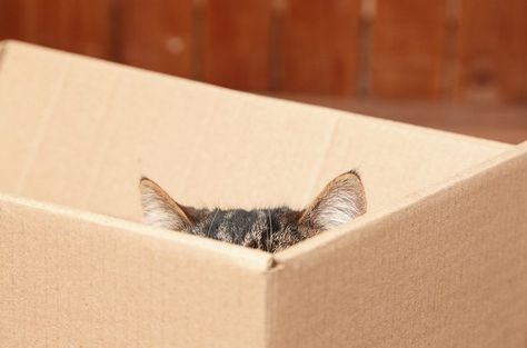 Here are a few reasons why cats love to hide out in these fortresses of solitude. Sneaky Cat, Cat Allergies, Cat Hiding, Cat Stories, Cats Love, Cat Condo, Cat Box, Cat Boarding, Cat Behavior