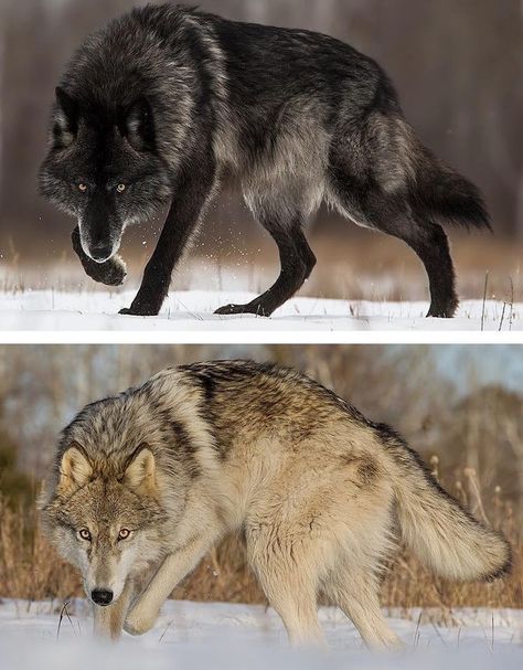 Wolves Photography, Lup Singuratic, Wolf Poses, Regard Animal, Wolf Images, Wolf Photos, Animal Study, Wolf Love, Wolf Pictures