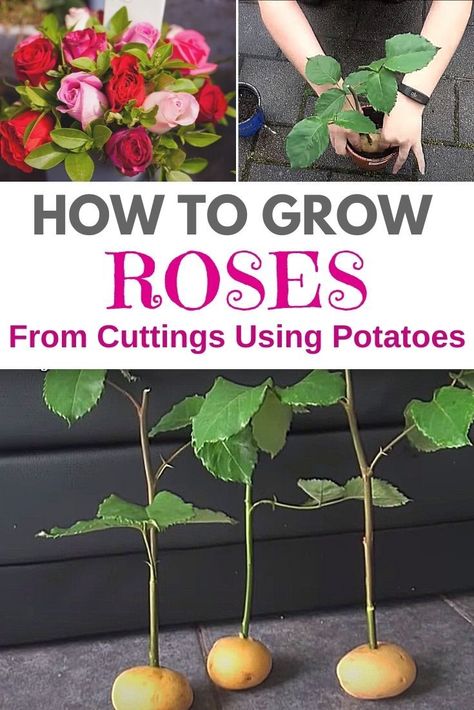 Roses In Potatoes, Grow Roses From Cuttings, Roses From Cuttings, How To Grow Roses, Propagating Roses, Roses Plants, Rose Cuttings, Rose Stem, Rose Trees