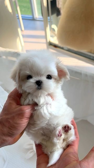 Cute Maltese Puppies, Mini Maltese, Maltipoo Dog, Cute Teacup Puppies, Very Cute Puppies, Toy Poodle Puppies, Super Cute Puppies, Dog Stuffed Animal, Cute Animals Puppies