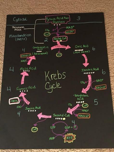 Krebs Cycle Notes, Biomolecules Poster, Microbiology Study, Cycle Poster, Poster Easy, Biochemistry Notes, Learn Biology, Krebs Cycle, Study Chemistry