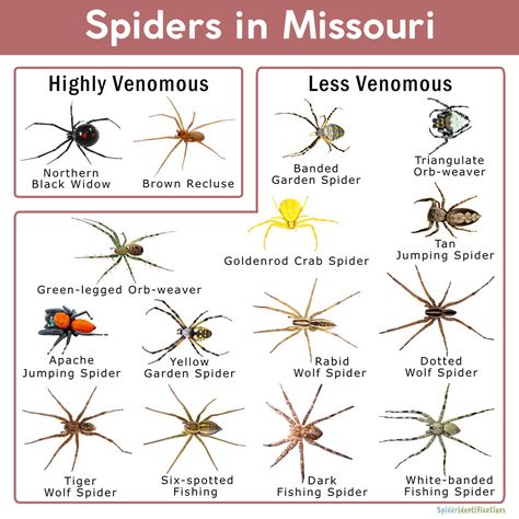 Spiders in Missouri: List with Pictures Spider Identification Chart, Giant House Spider, Spider Identification, Hobo Spider, Common Spiders, Dangerous Spiders, Spider House, Recluse Spider, Tiny Spiders