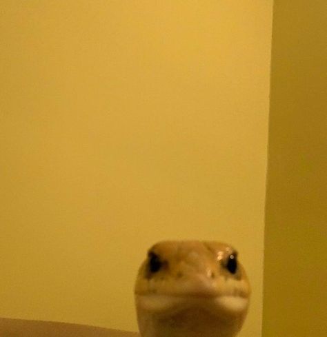 I just got this legendary picture of Walter, my Peter’s Banded Skink | Staring Animals | Know Your Meme Know Your Meme, Close Up, Yellow, For Sale, Wall