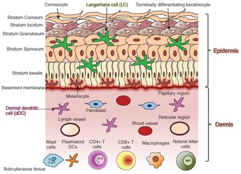 Part 2: Layers of the Skin - Centre of Excellence Layers Illustration, Langerhans Cell, Basement Membrane, Lymph Vessels, Centre Of Excellence, Types Of Humans, Skin Center, Skin Layers, Skin Moles